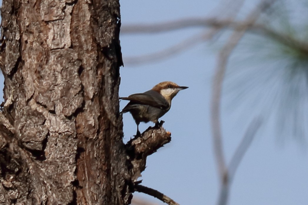 Brown-headed Nuthatch - ML121598341