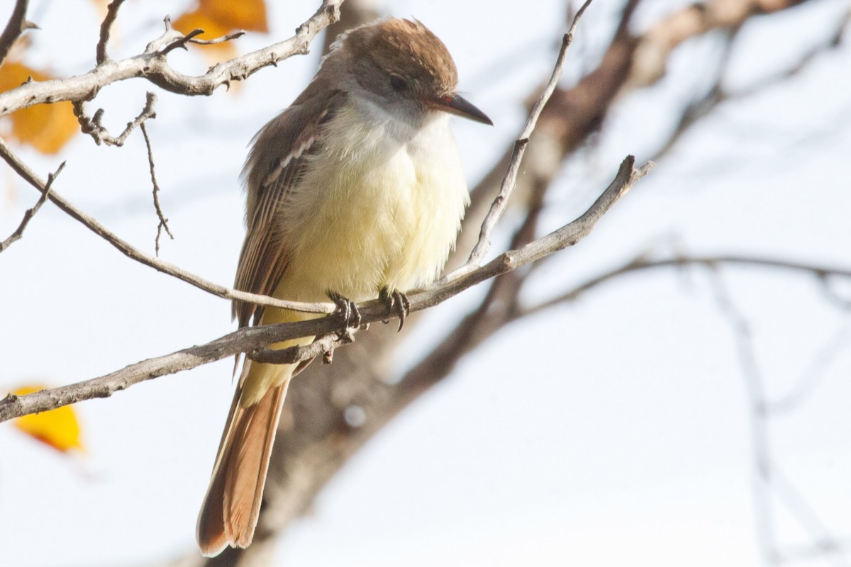 Ash-throated Flycatcher - Sue Wright