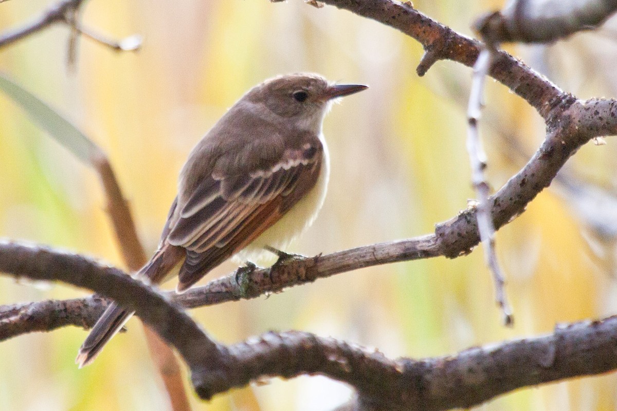 Ash-throated Flycatcher - Sue Wright