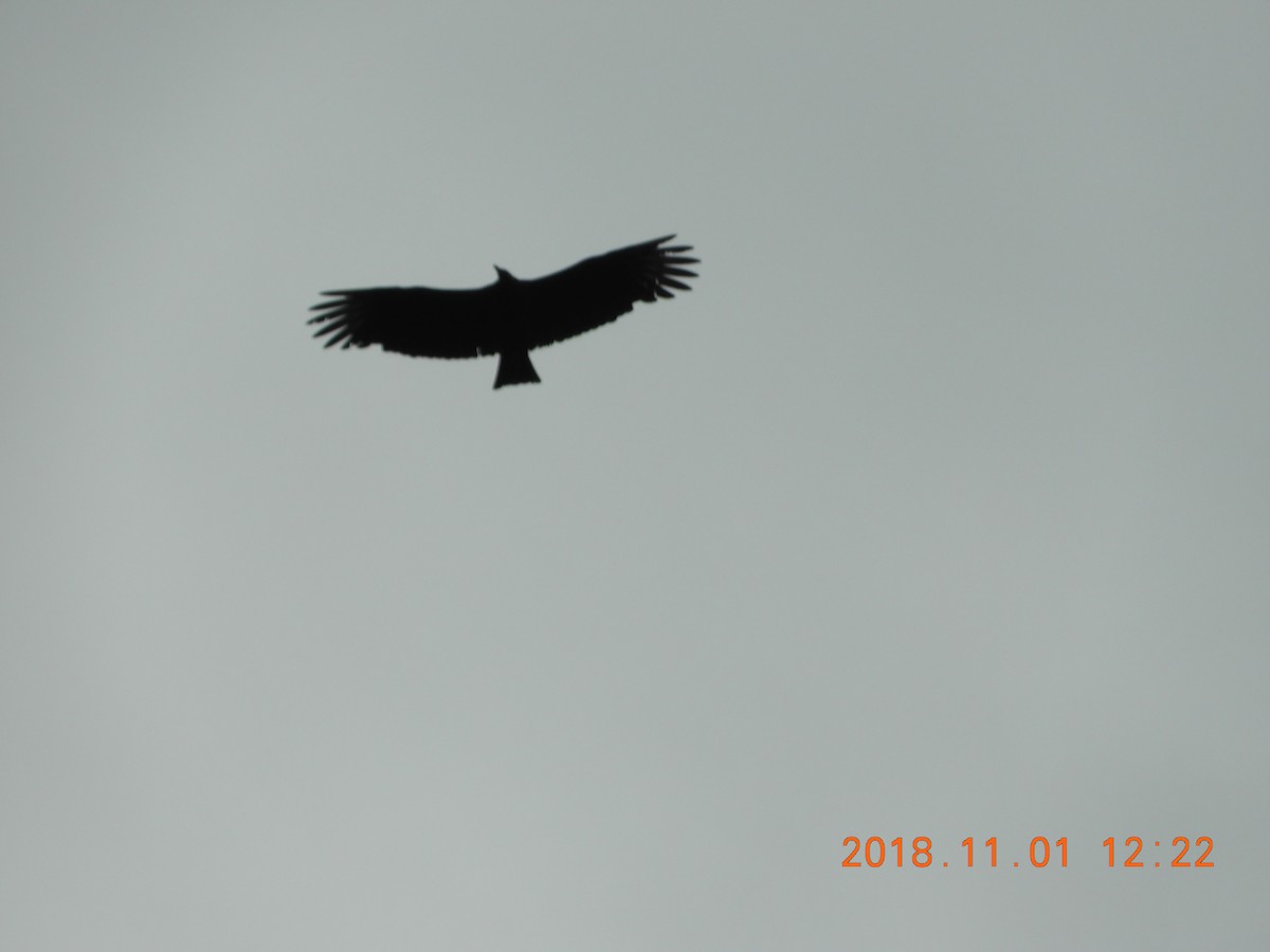 Black Vulture - ML121599911
