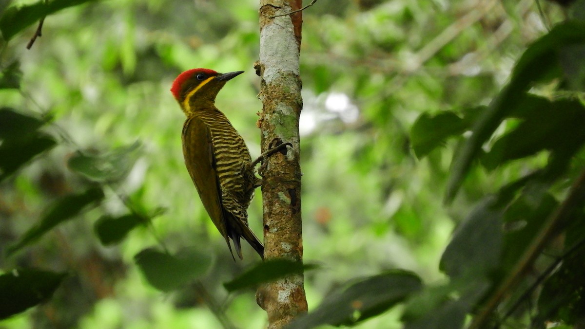 Golden-green Woodpecker - Jorge Muñoz García   CAQUETA BIRDING