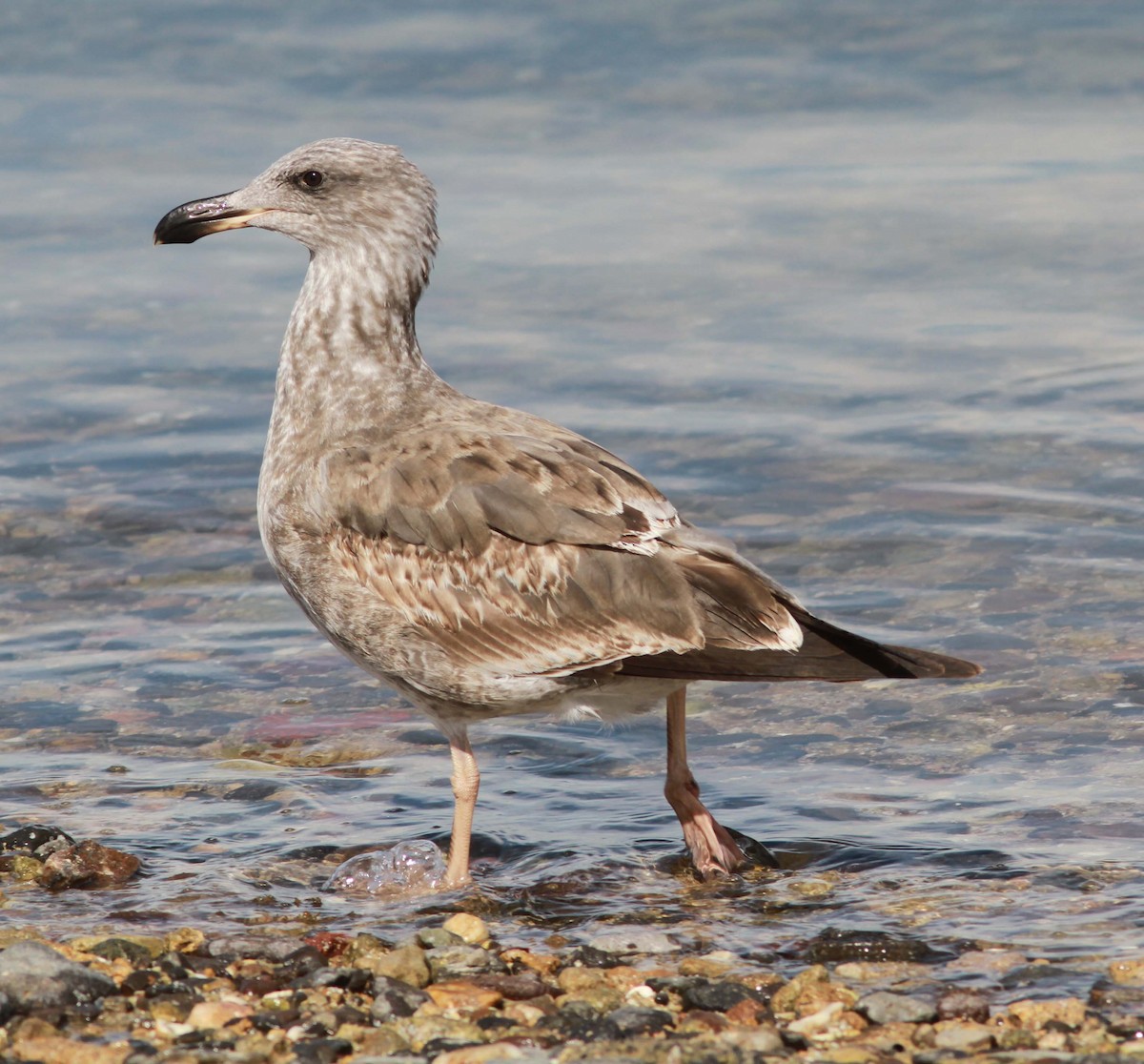 Yellow-footed Gull - David Vander Pluym