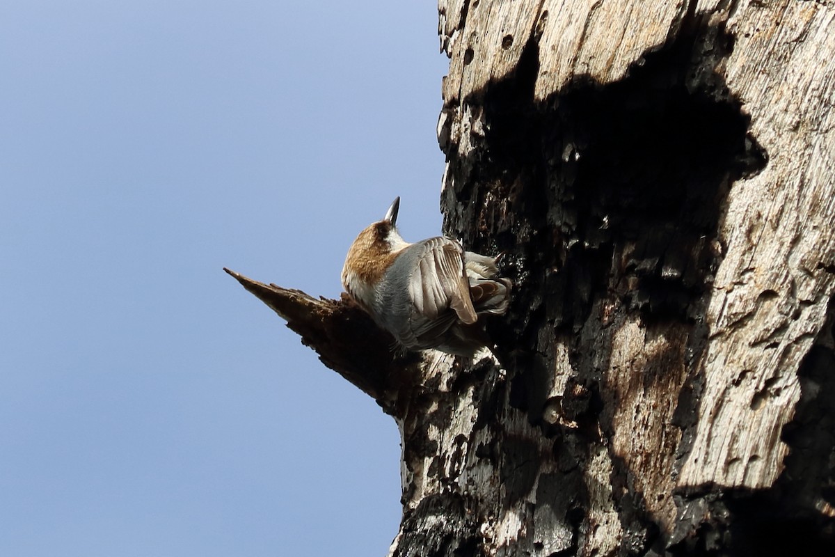 Brown-headed Nuthatch - ML121601991