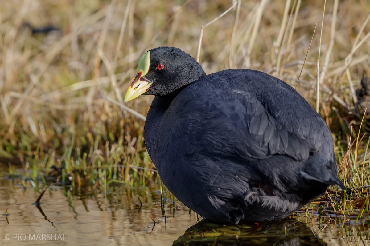 Red-gartered Coot - ML121602751