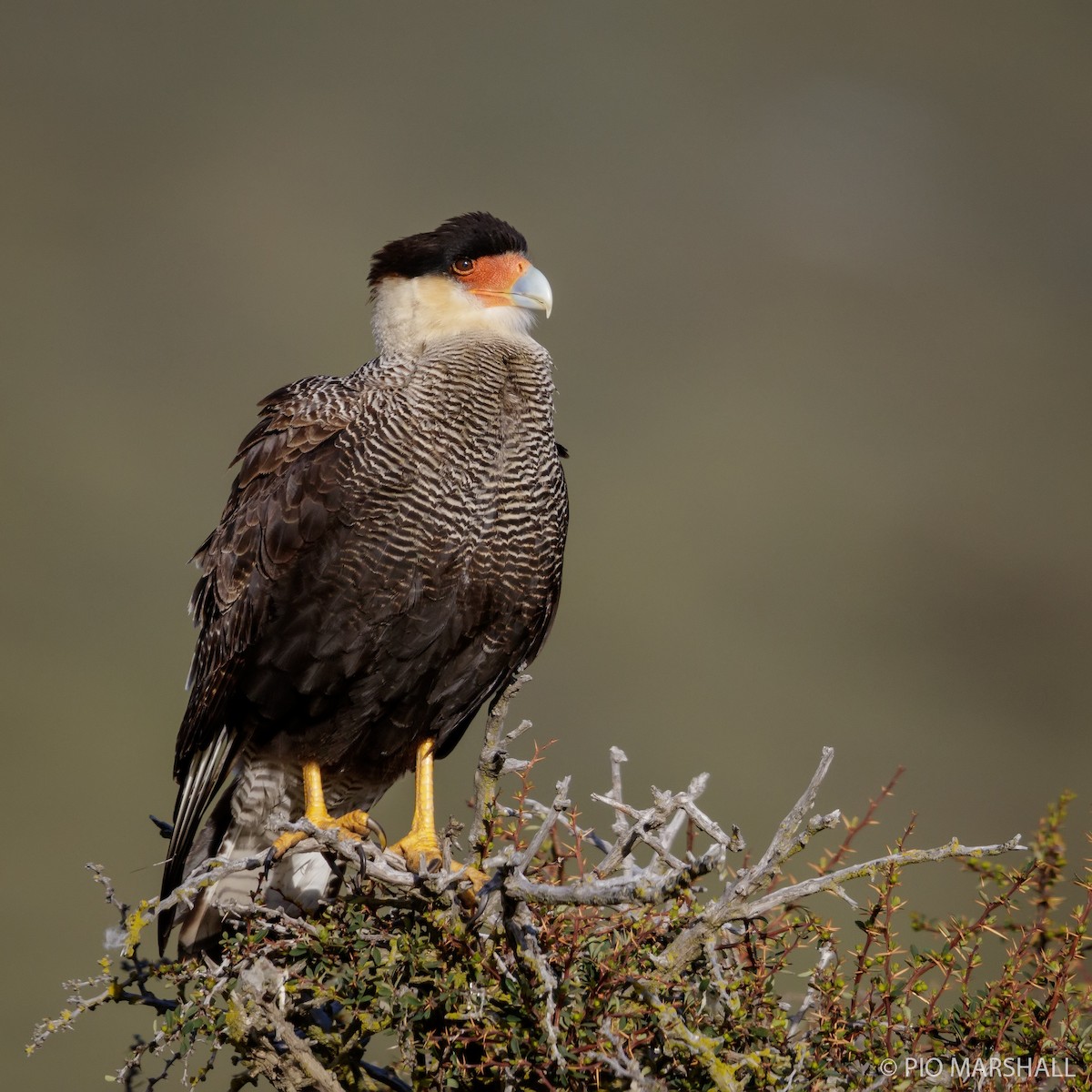Crested Caracara (Southern) - ML121602821
