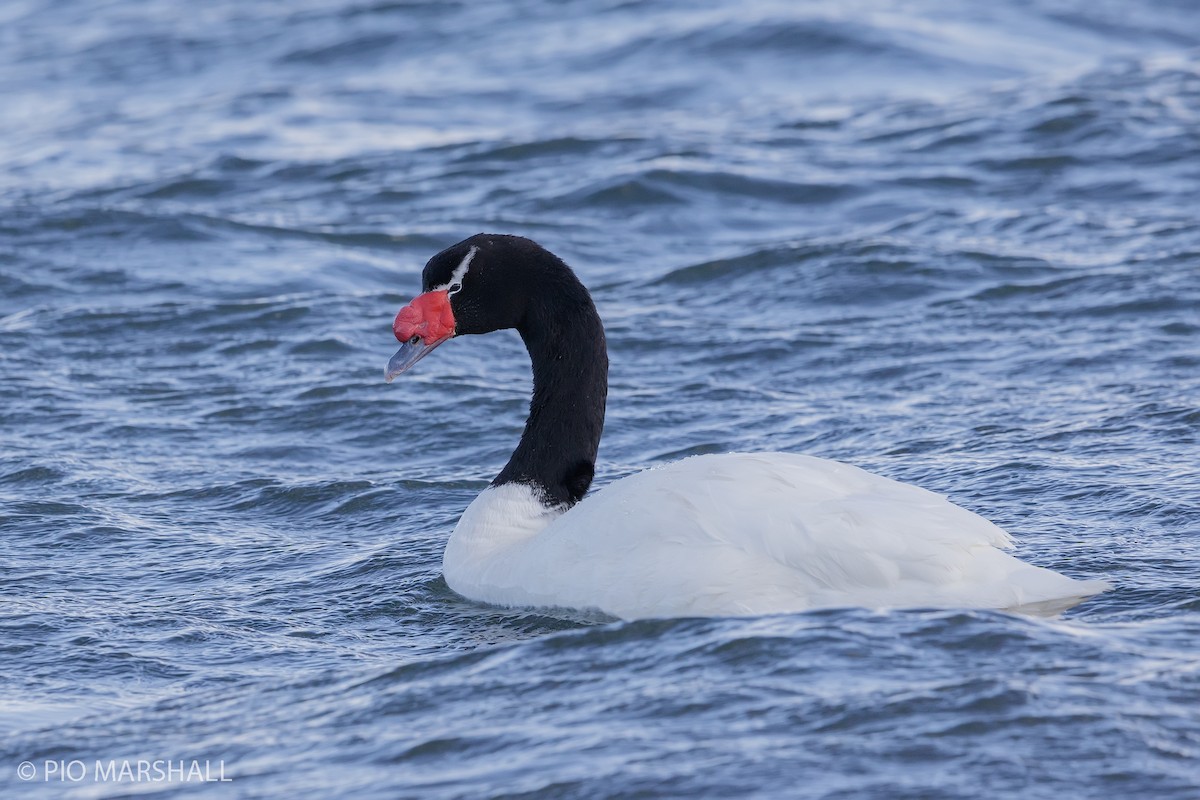 Black-necked Swan - ML121603151