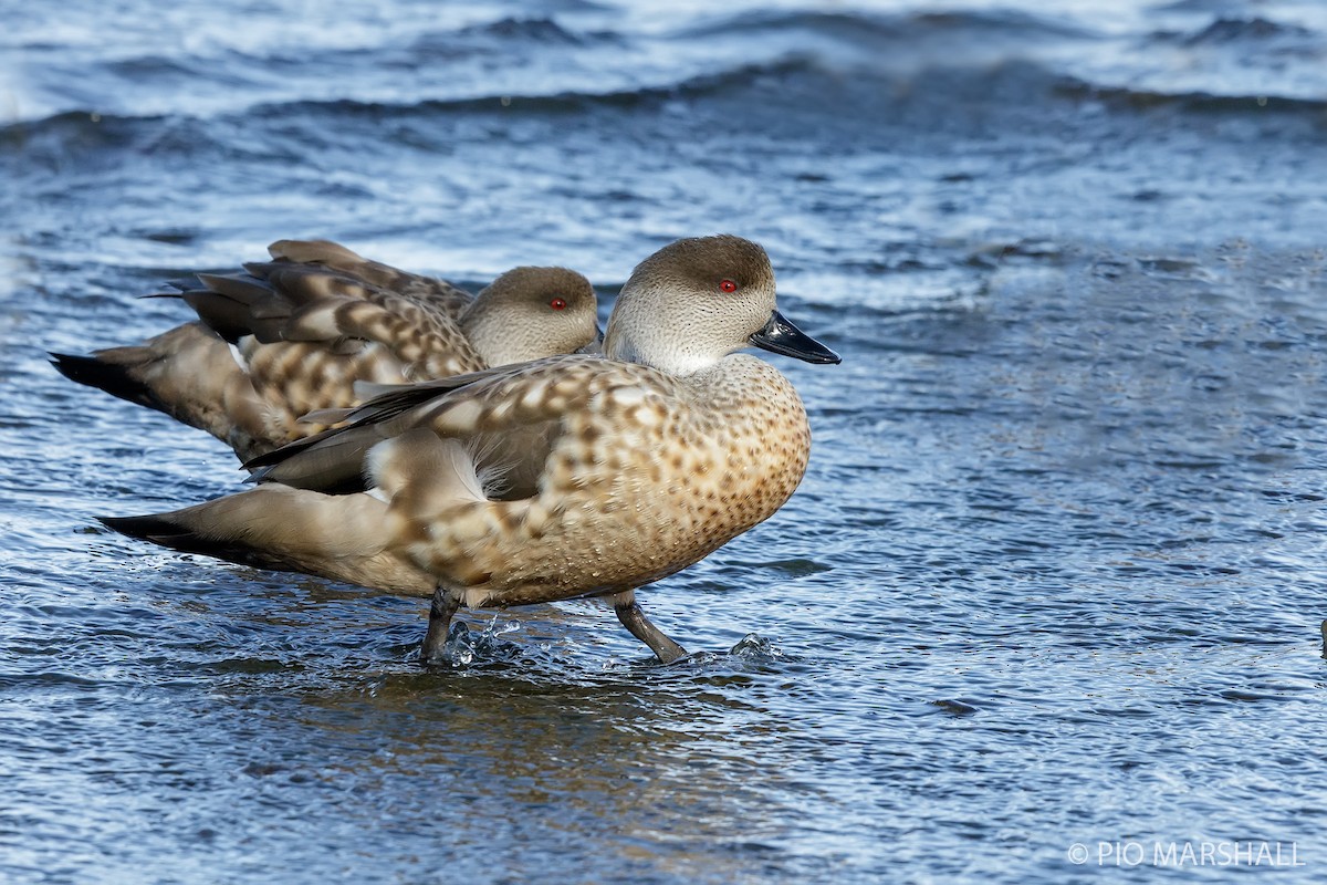 Crested Duck - ML121603281