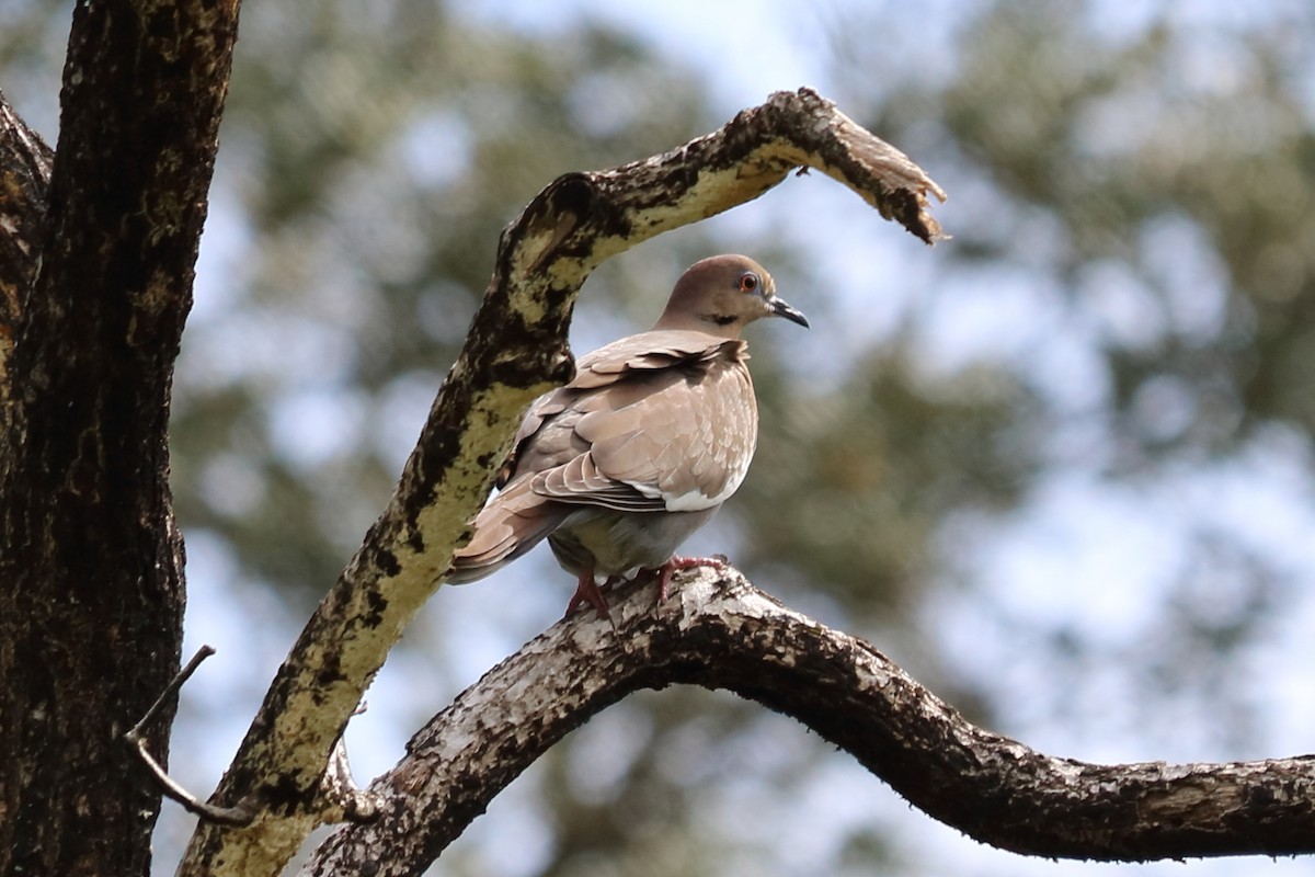 White-winged Dove - Alta Tanner