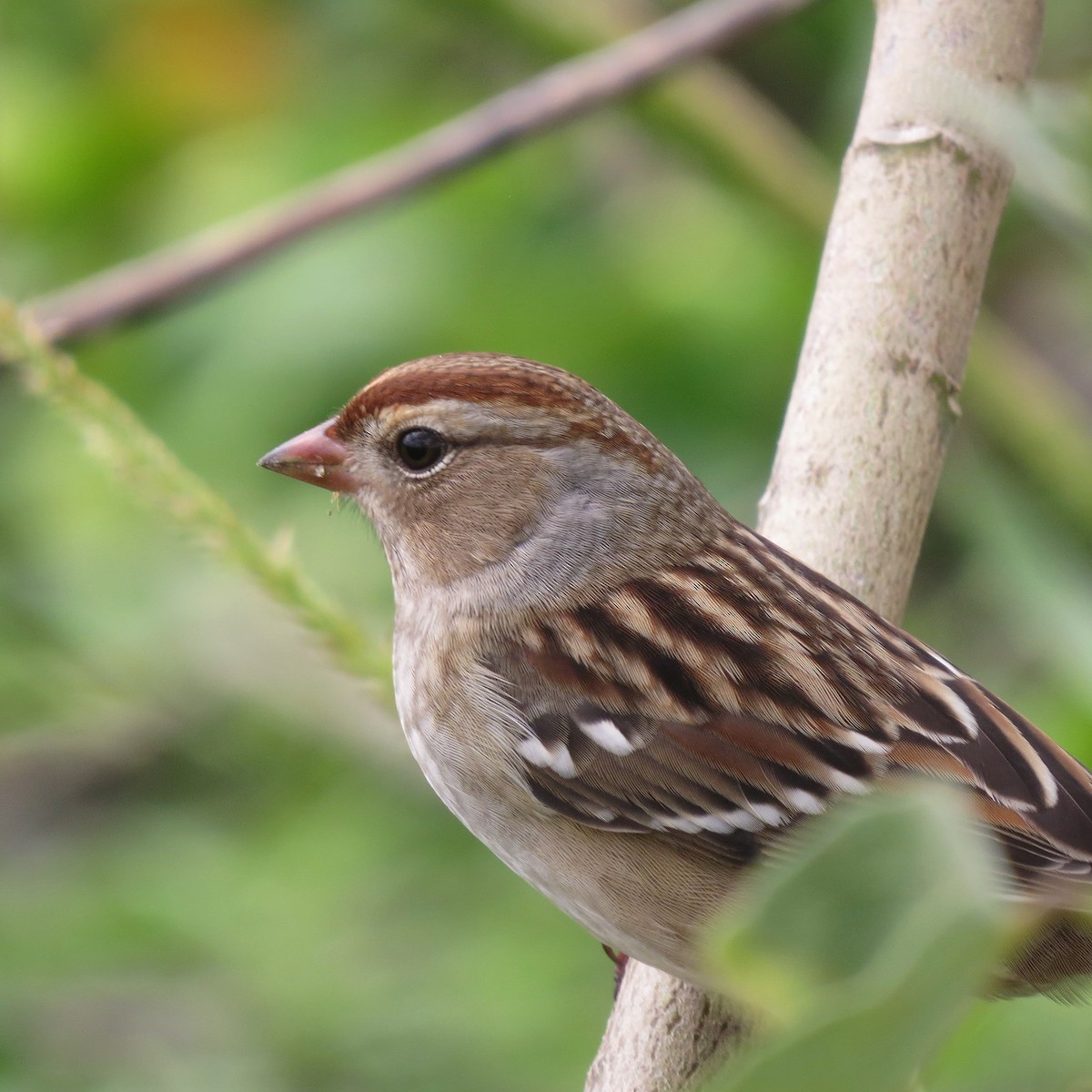 White-crowned Sparrow - John Groskopf