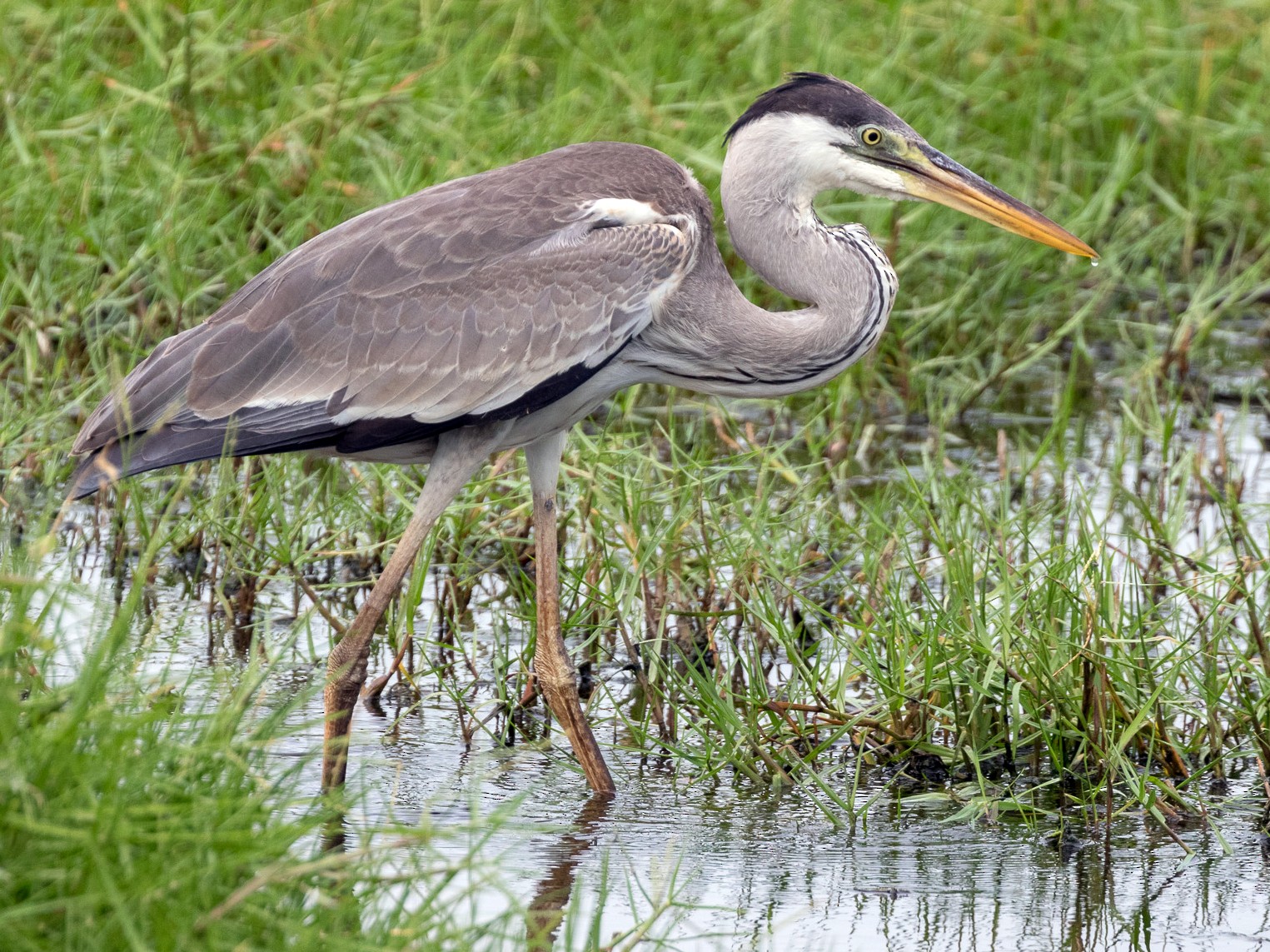 Cocoi Heron - Rob Felix