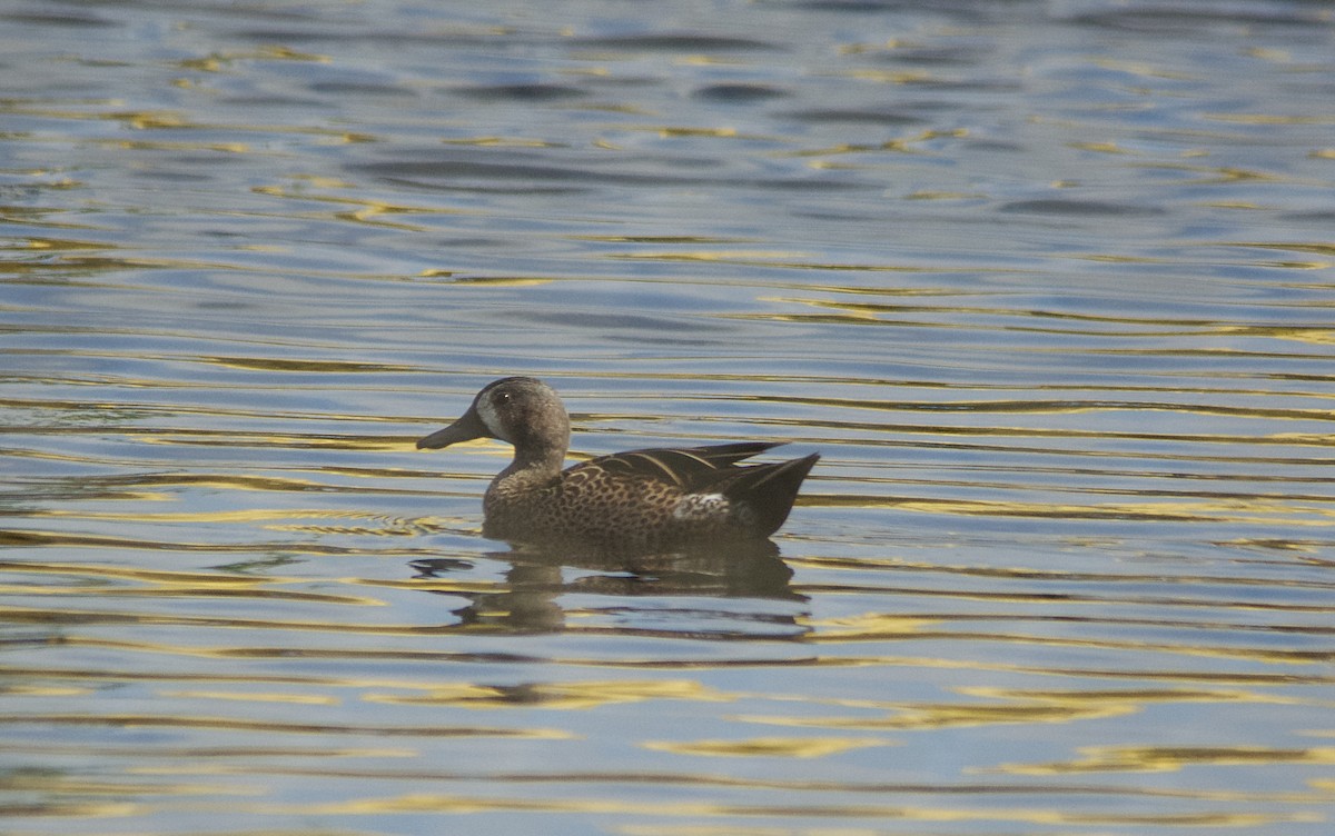 Blue-winged Teal - ML121611541