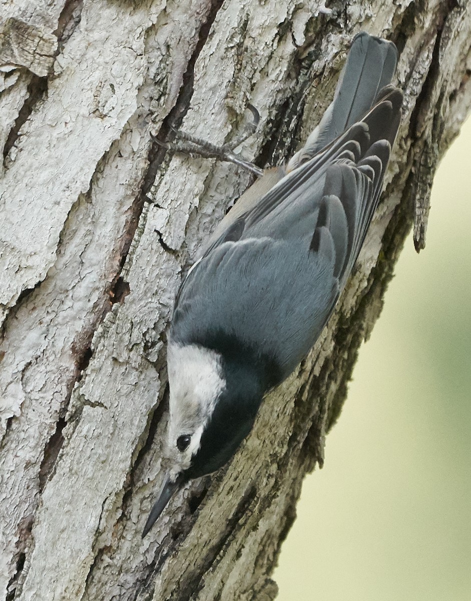 White-breasted Nuthatch - ML121612971
