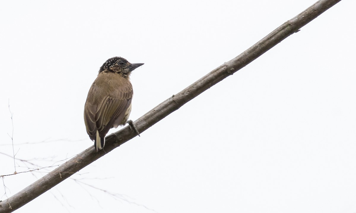 Olivaceous Piculet - ML121614401