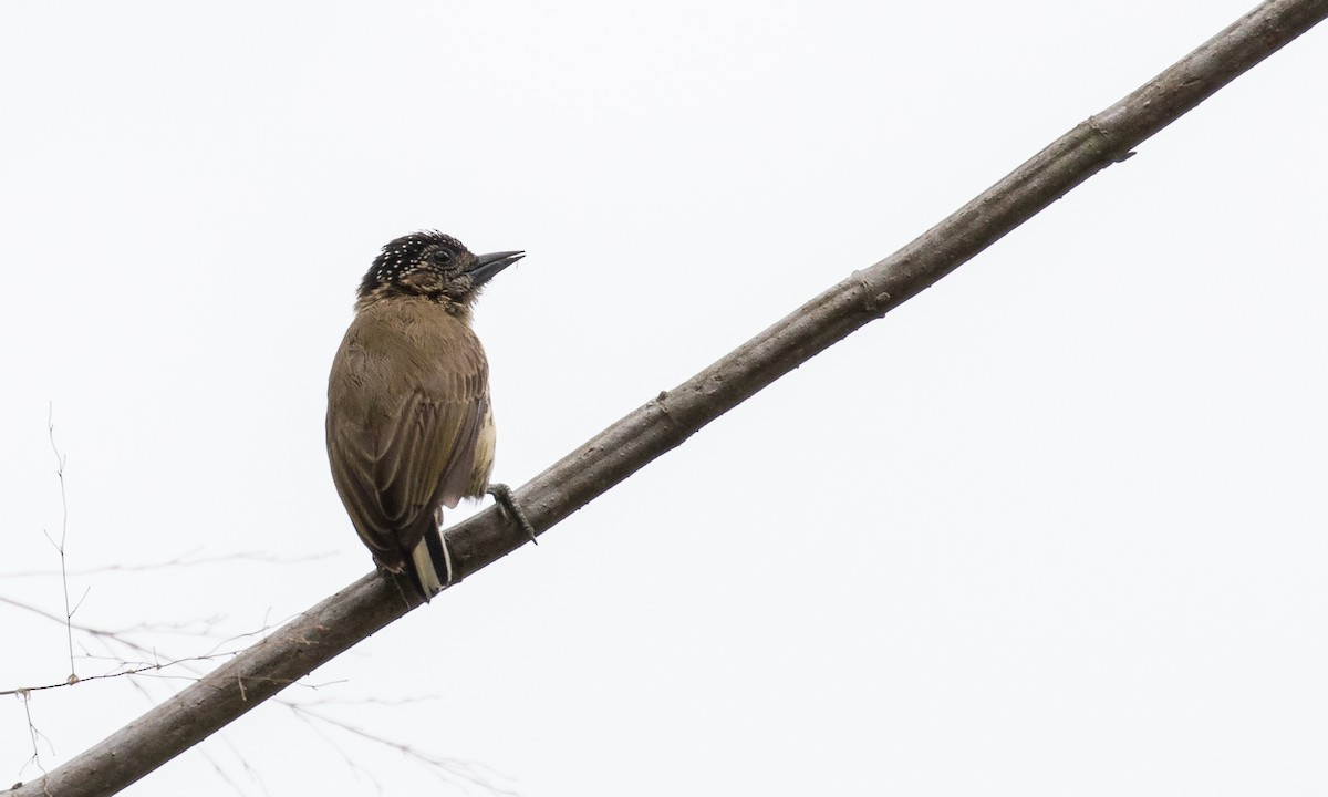 Olivaceous Piculet - ML121614411