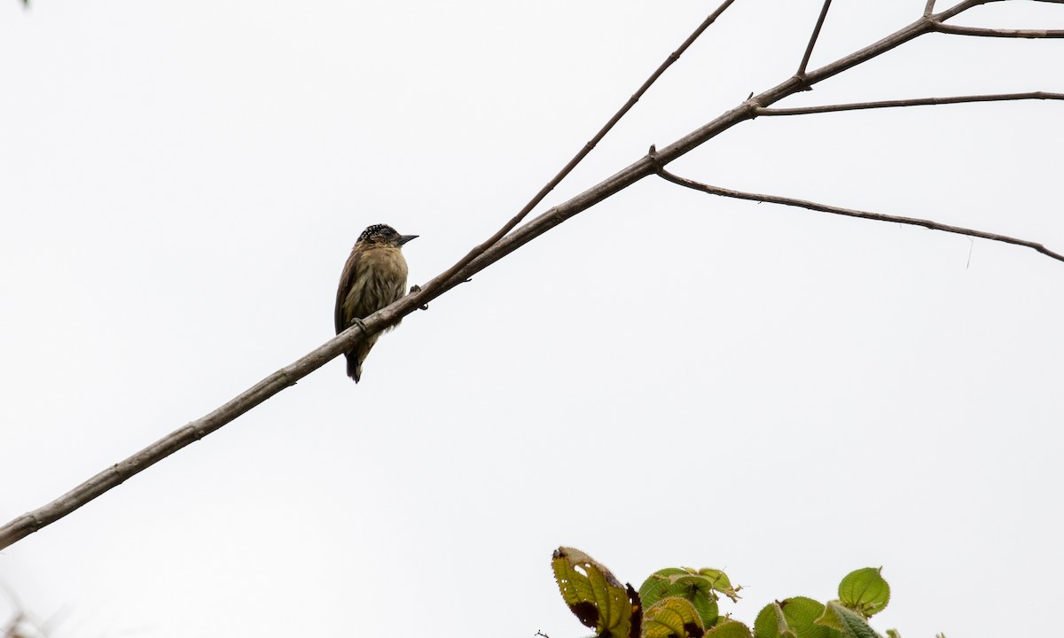 Olivaceous Piculet - ML121614421