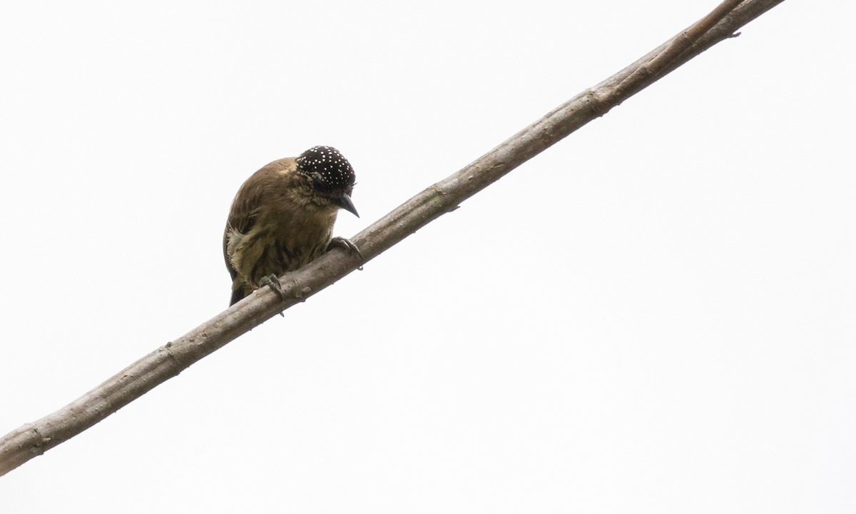 Olivaceous Piculet - ML121614431