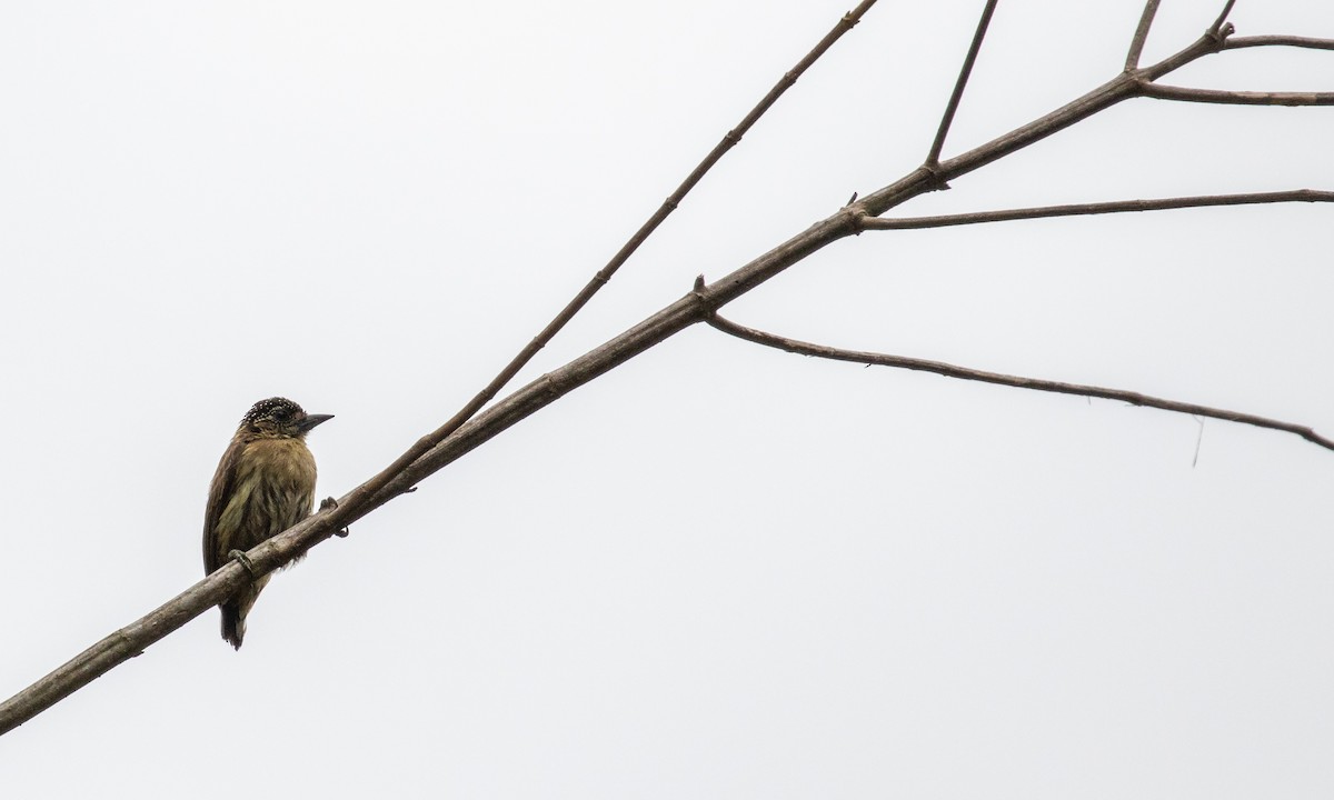 Olivaceous Piculet - ML121614441