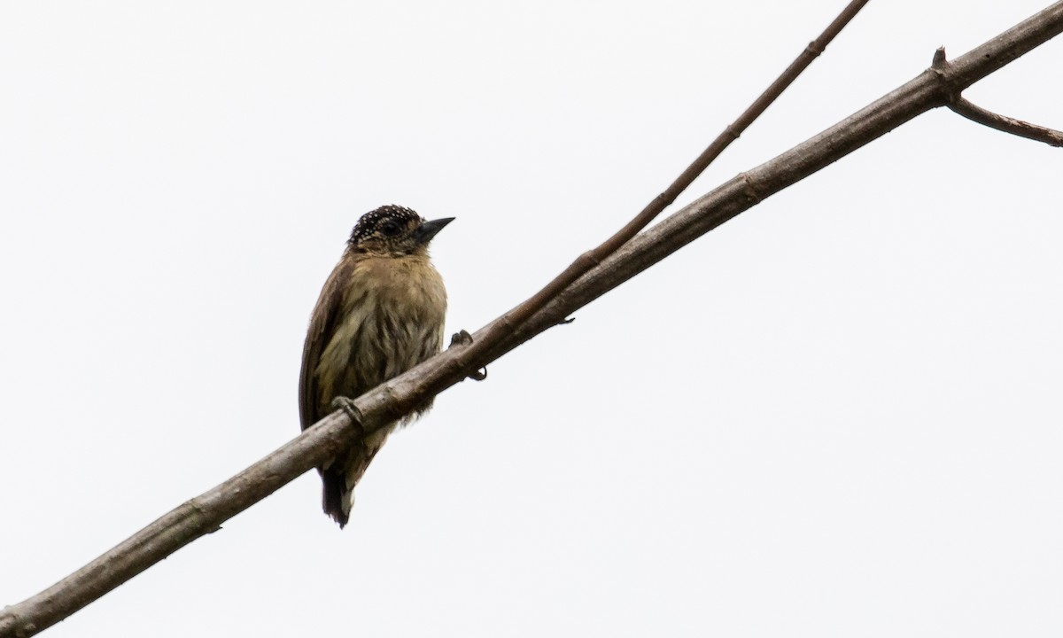 Olivaceous Piculet - ML121614451