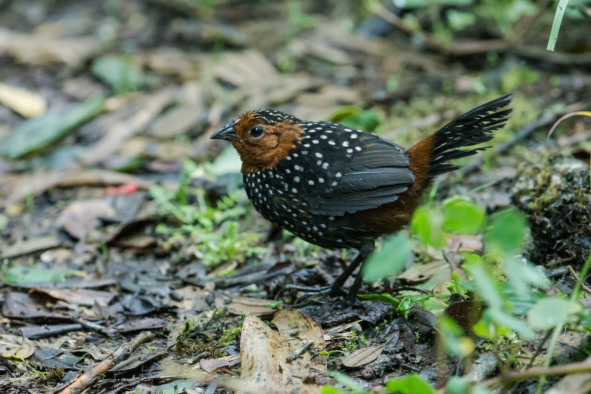 Ocellated Tapaculo - ML121615591