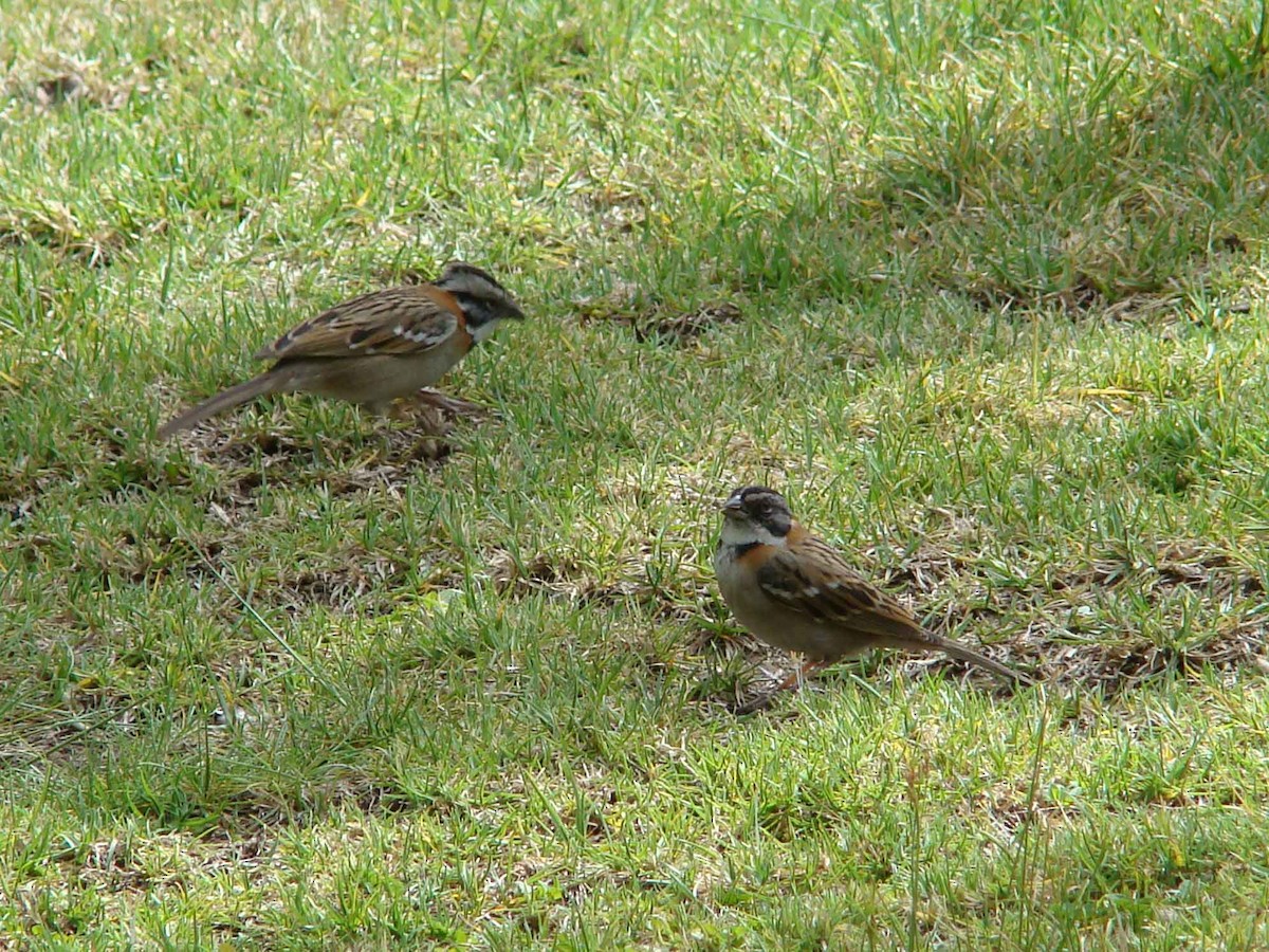 Rufous-collared Sparrow - L. Fabian Beltran