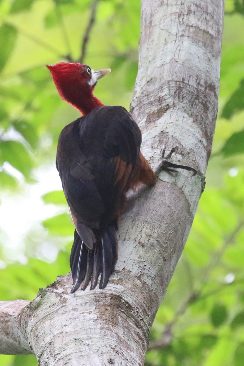 Red-necked Woodpecker - Knut Hansen