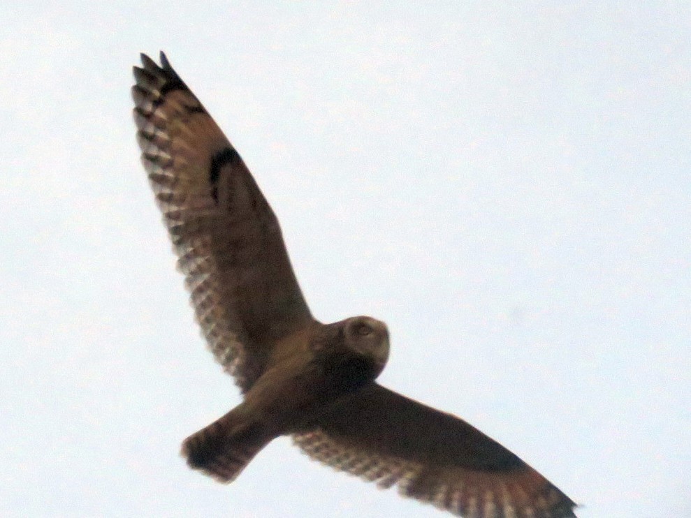 Short-eared Owl - ML121620411
