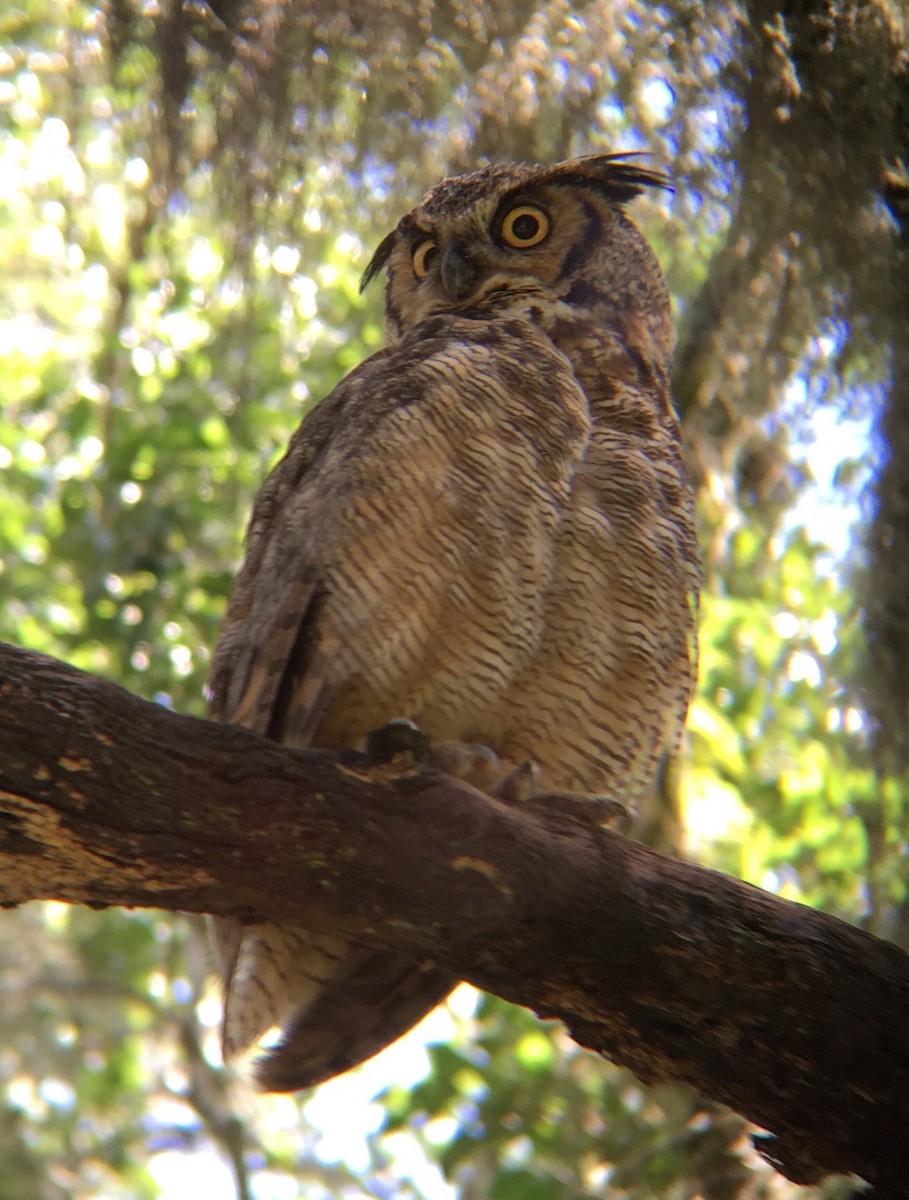 Great Horned Owl - Daryl Bernard