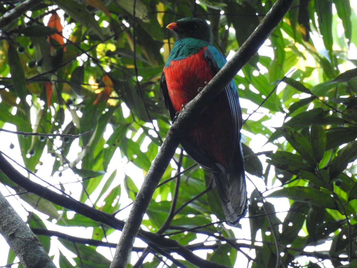 Quetzal Pavonino - ML121621501