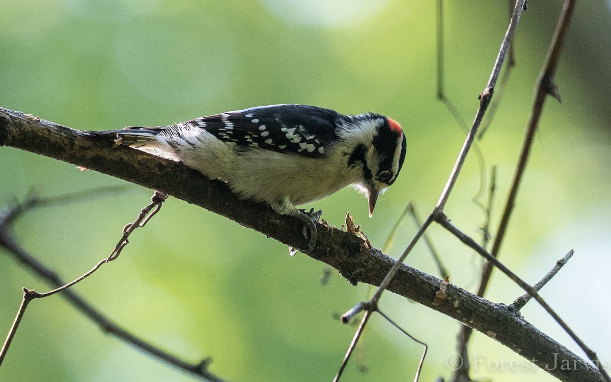 Downy Woodpecker - Forest Botial-Jarvis