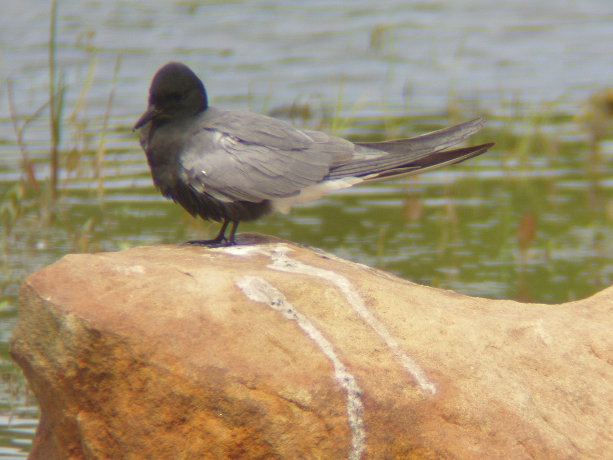 Black Tern - Geauga Park District Naturalists