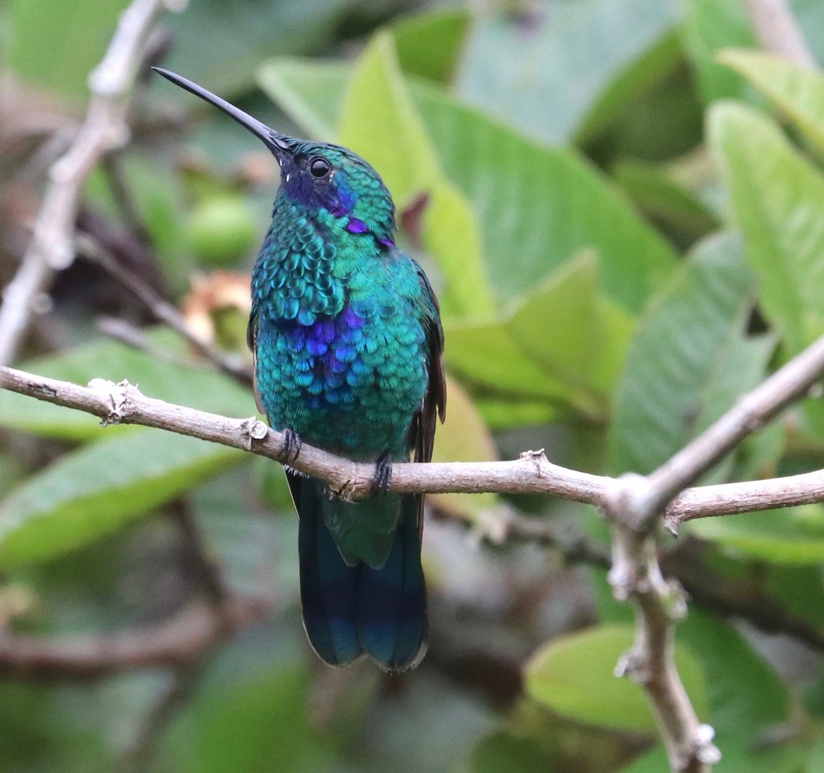 kolibřík modrolící - ML121627741