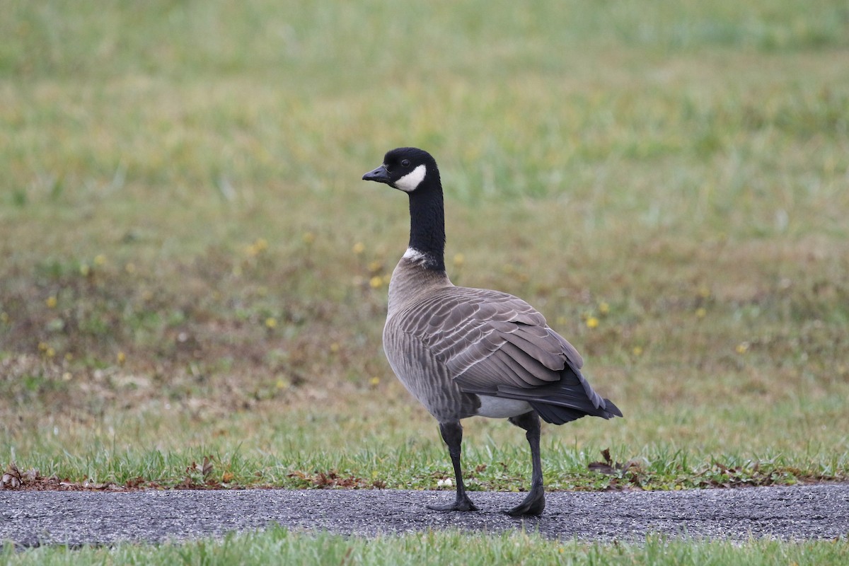 Cackling Goose (Aleutian) - Russ Morgan