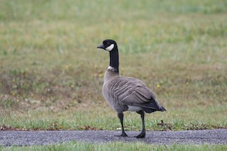 Cackling Goose (Aleutian), ML121627921