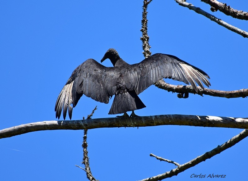 Black Vulture - ML121628321