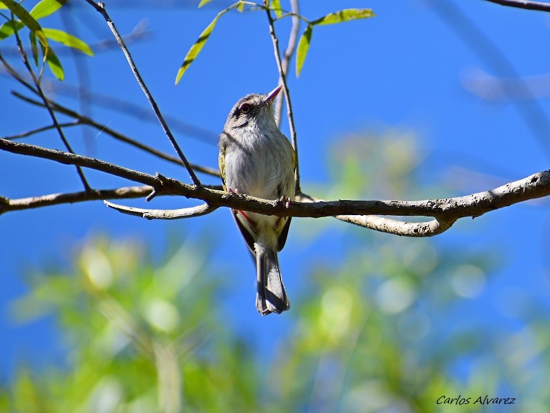 Pearly-vented Tody-Tyrant - ML121628611