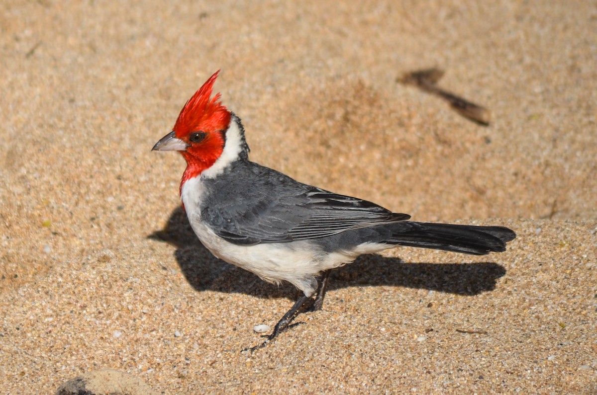 Red-crested Cardinal - Mason Maron