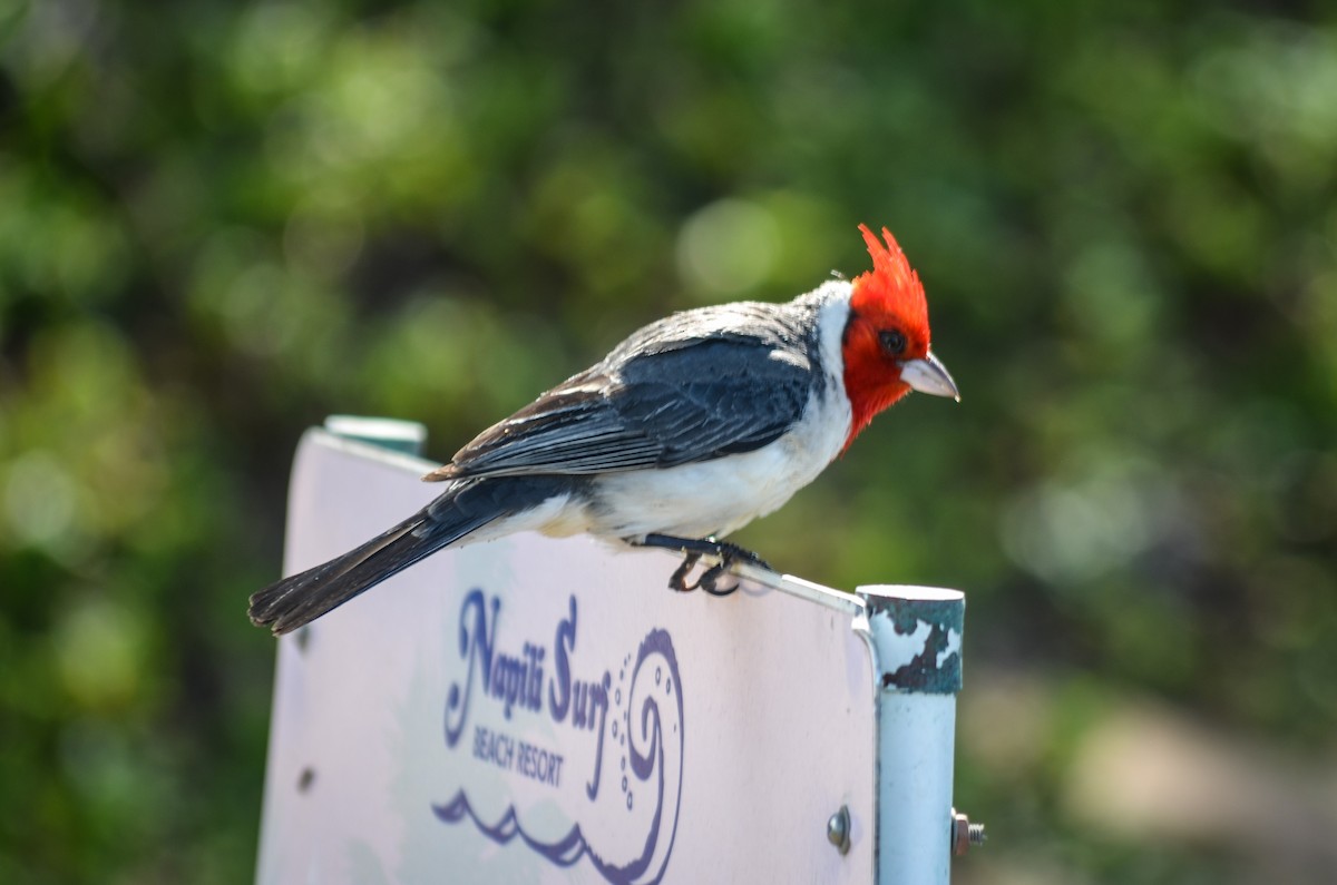 Red-crested Cardinal - ML121629461