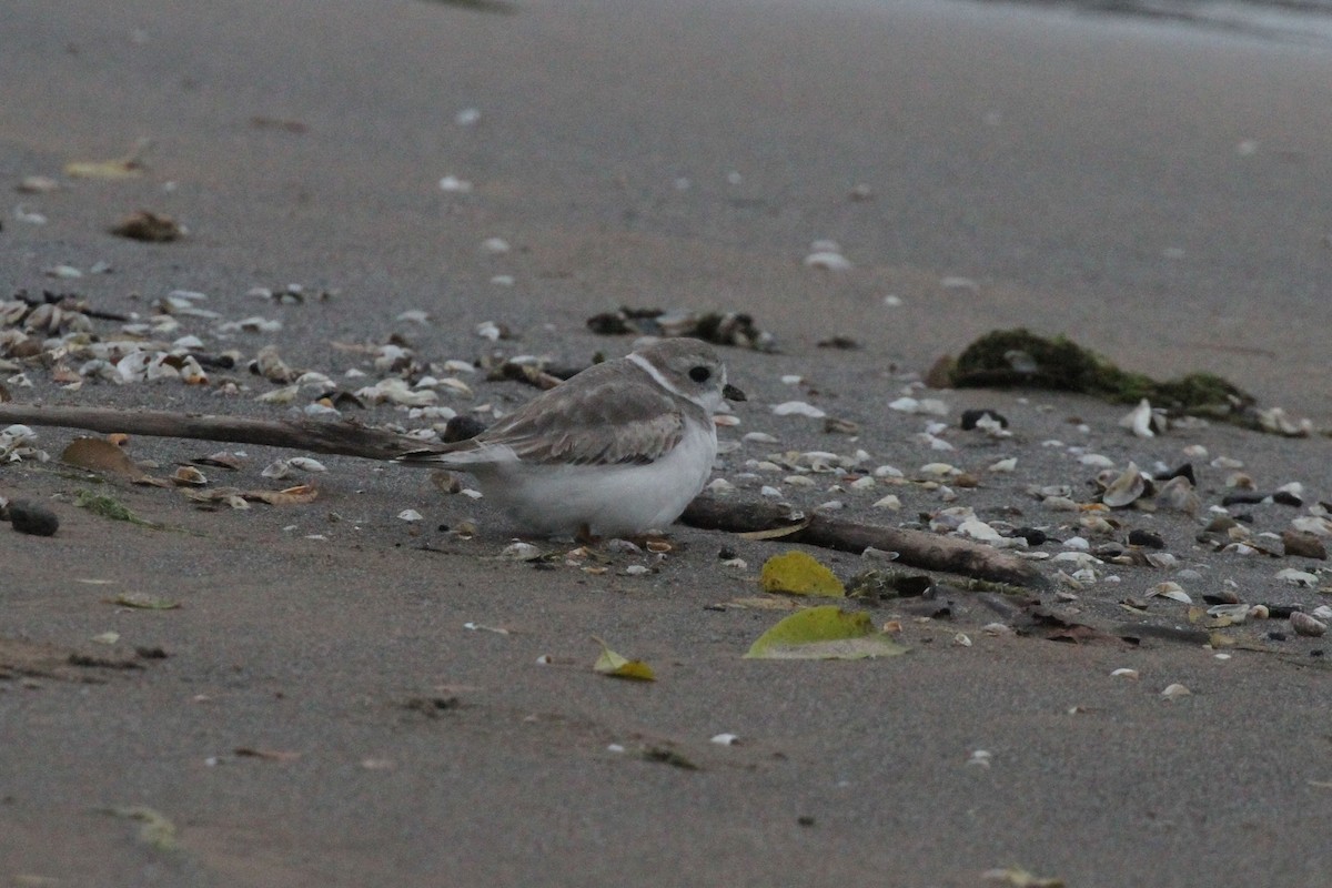 Piping Plover - Geoffrey A. Williamson