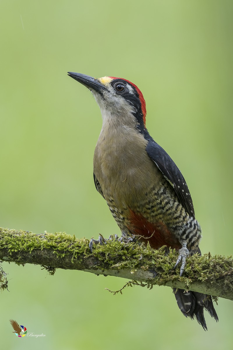 Black-cheeked Woodpecker - fernando Burgalin Sequeria