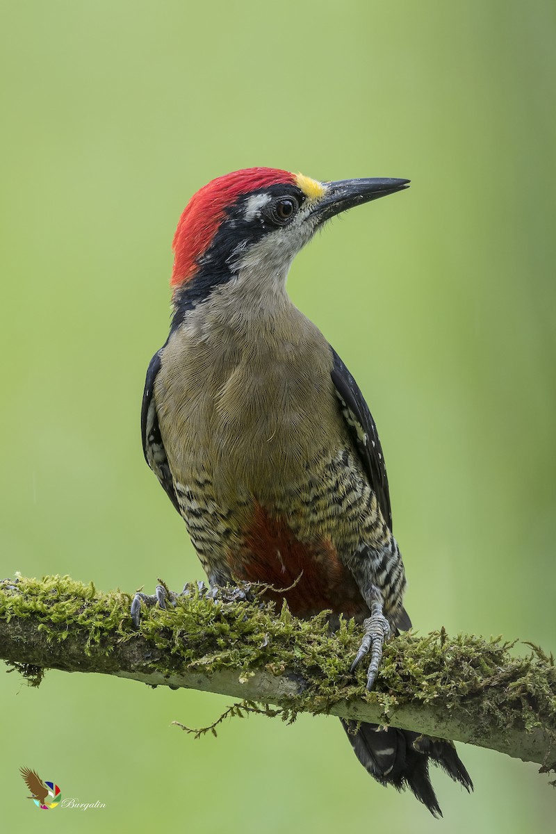 Black-cheeked Woodpecker - fernando Burgalin Sequeria