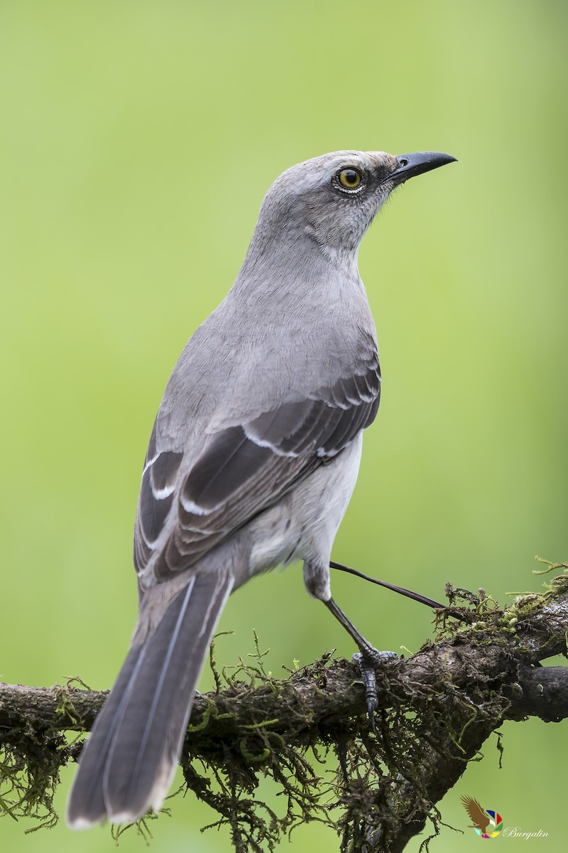 Tropical Mockingbird - fernando Burgalin Sequeria