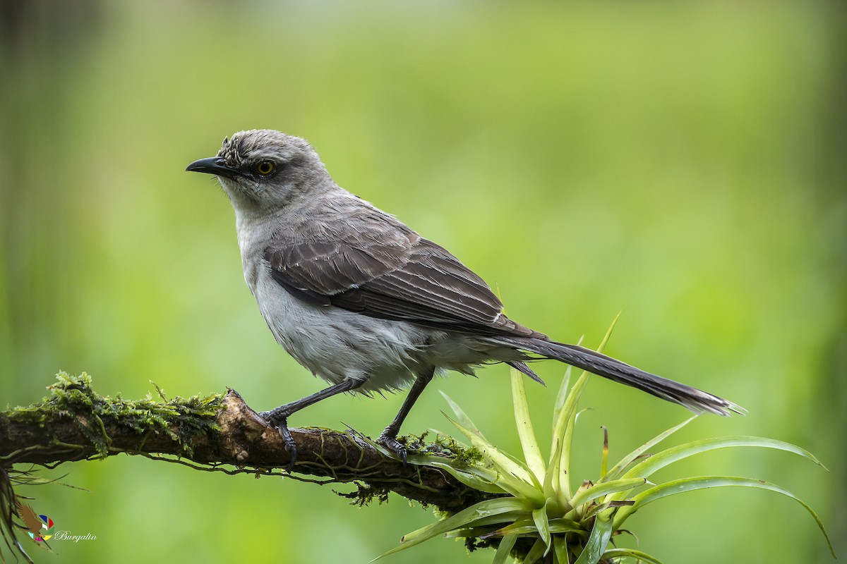 Tropical Mockingbird - fernando Burgalin Sequeria