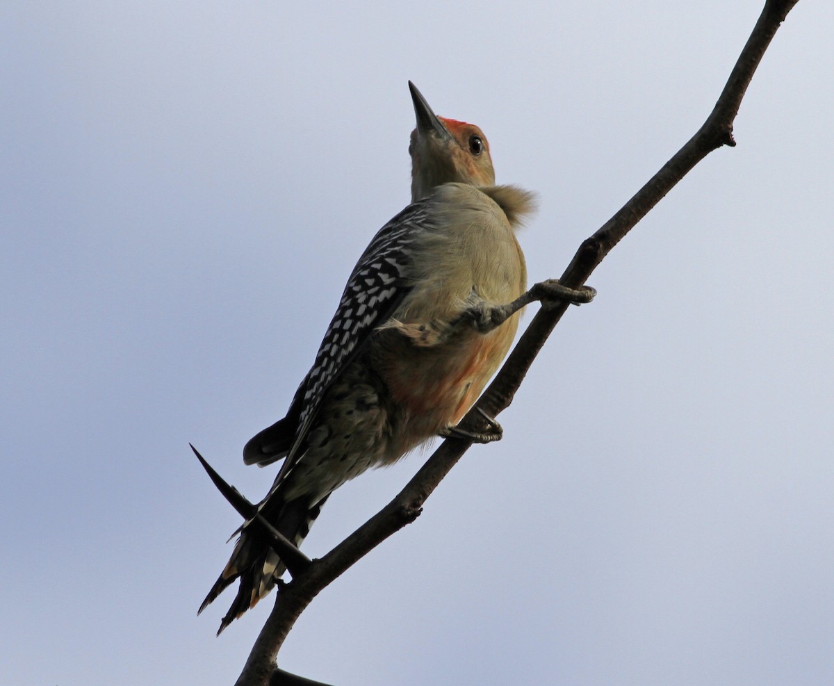 Red-bellied Woodpecker - Cindy Franklin