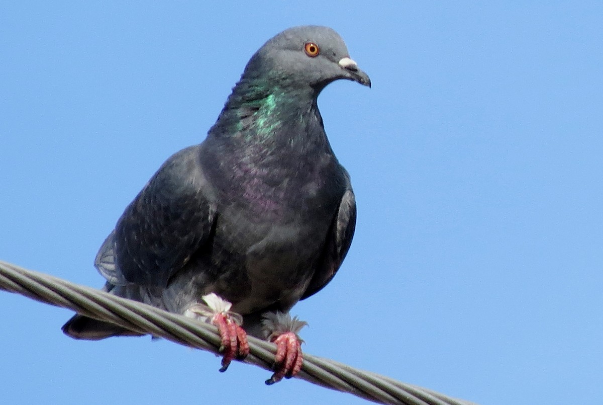 Rock Pigeon (Feral Pigeon) - ML121638521