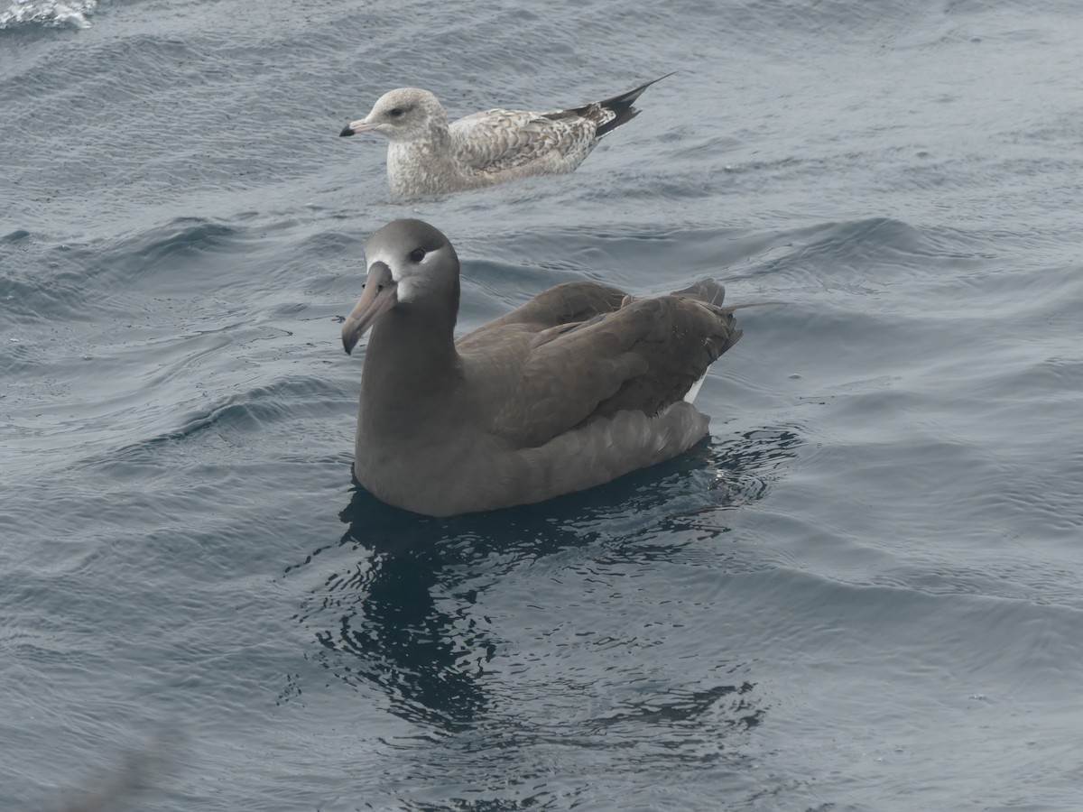 Black-footed Albatross - Nolan Clements