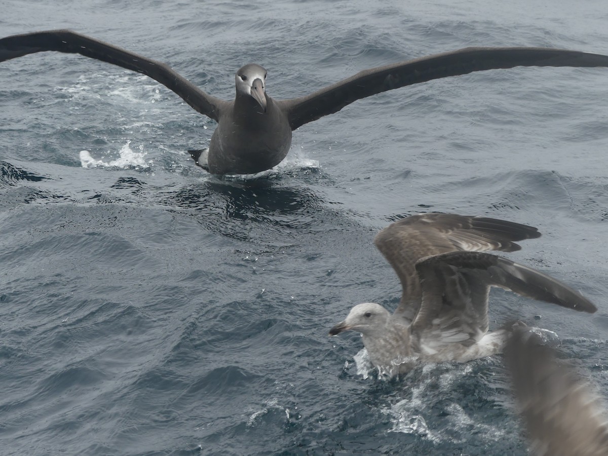 Black-footed Albatross - Nolan Clements