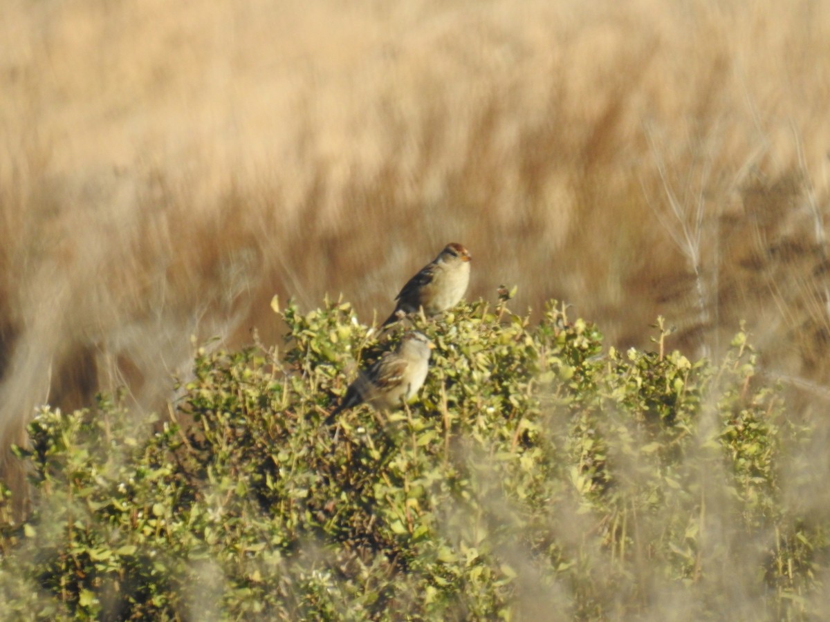 White-crowned Sparrow - ML121640921