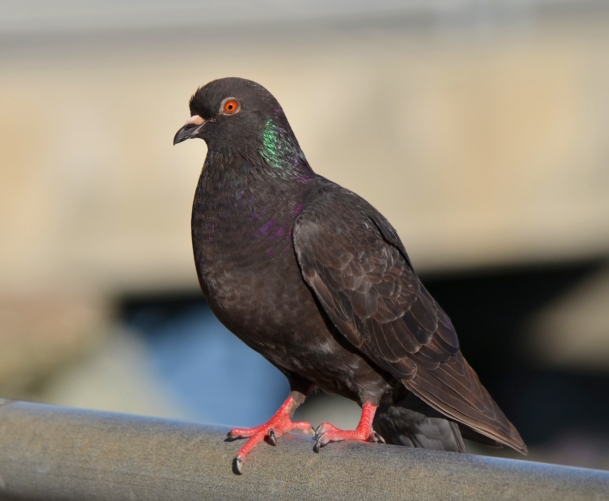 Rock Pigeon (Feral Pigeon) - ML121643621
