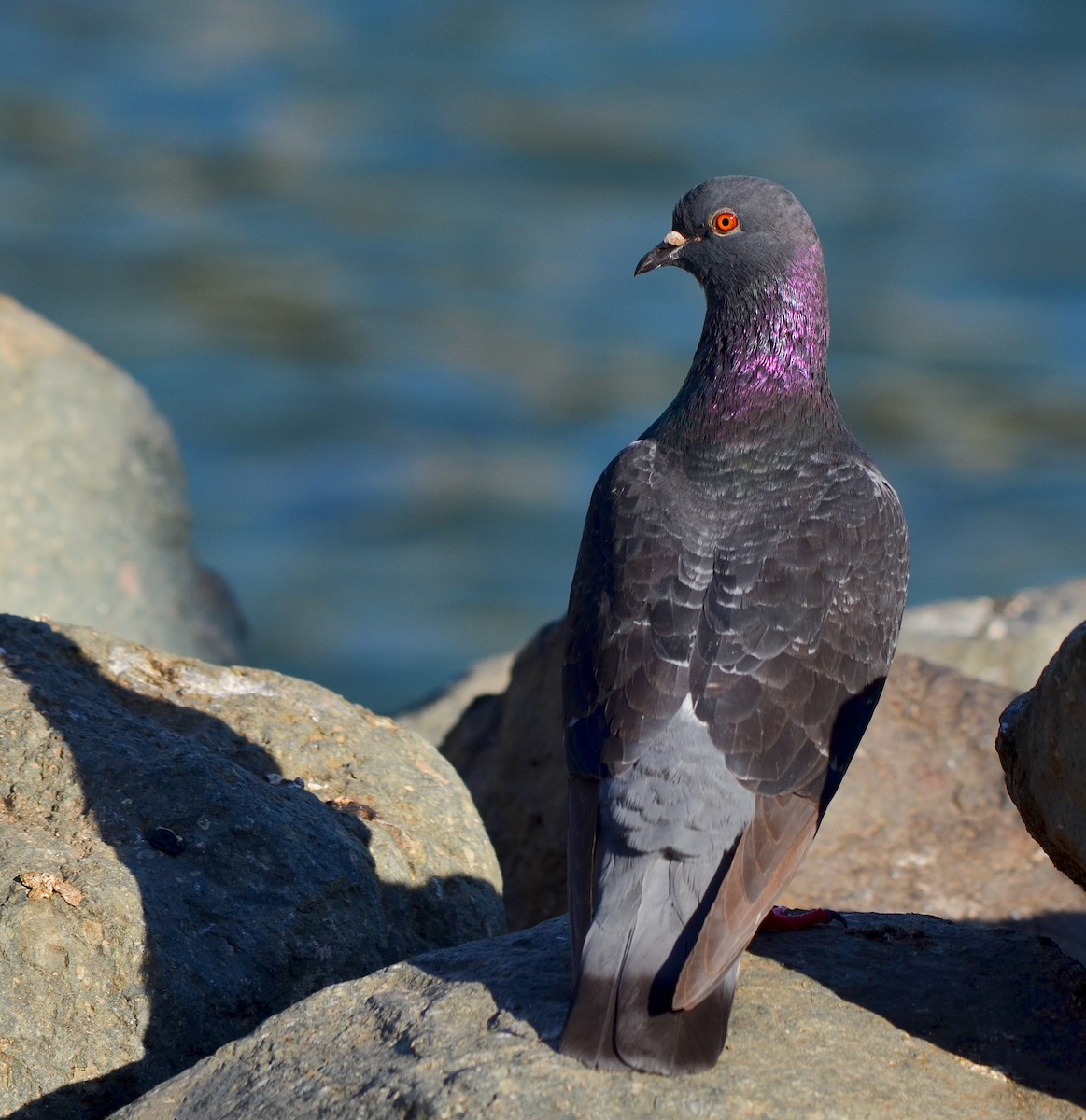 Rock Pigeon (Feral Pigeon) - ML121643631