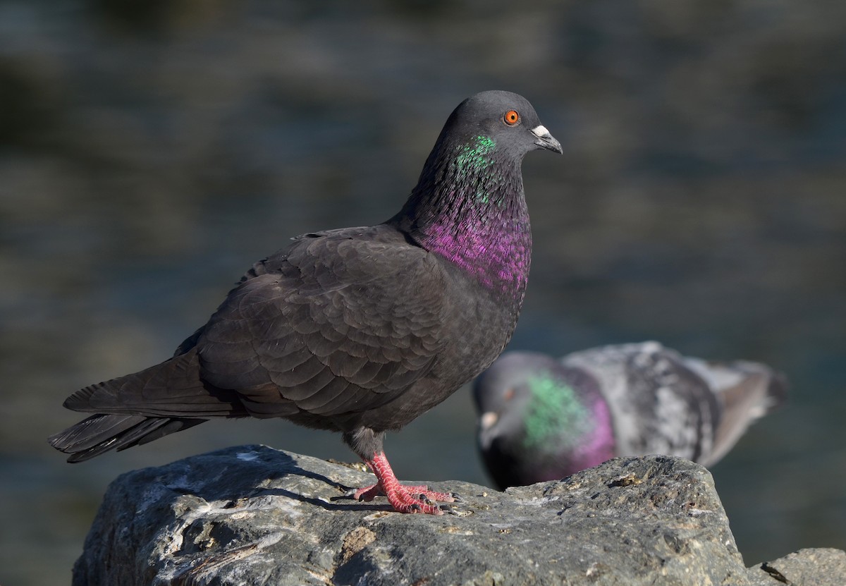 Rock Pigeon (Feral Pigeon) - Alison Davies